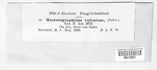 Hysterographium vulvatum image